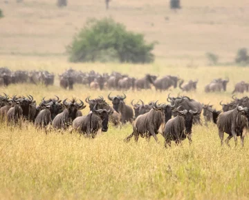 3 Days Tanzania Wildebeest Migration Safari