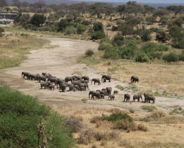 6 Days Tarangire Serengeti & Ngorongoro Tour