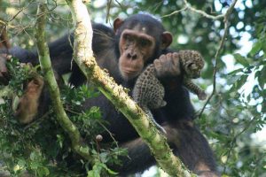 Ngamba Island Chimpanzee Sanctuary