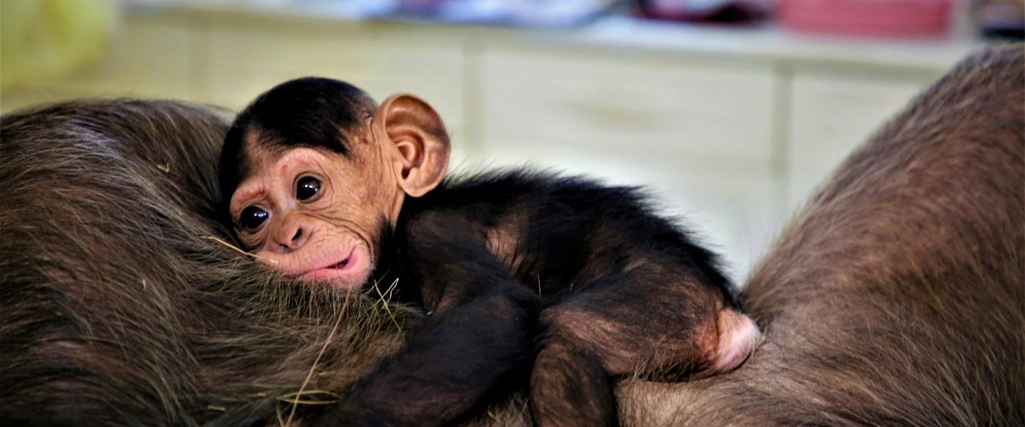 Ngamba Island Chimpanzee Sanctuary