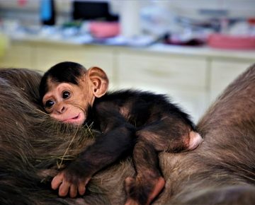 Ngamba Island Chimpanzee Sanctuary