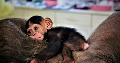 Ngamba Island Chimpanzee Sanctuary