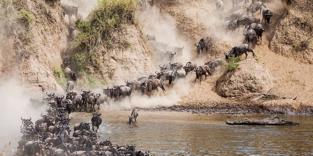 6 Days Masai Mara Wildlife and Gorilla Safari