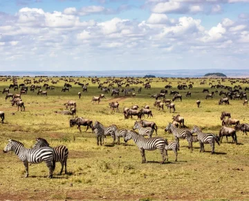 8 Days Highlights of Kenya and Tanzania Safari