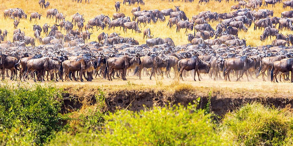 Best Time to Visit Masai Mara