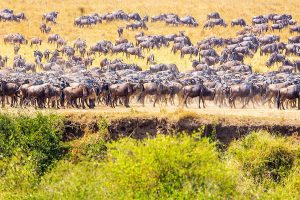 Best Time to Visit Masai Mara