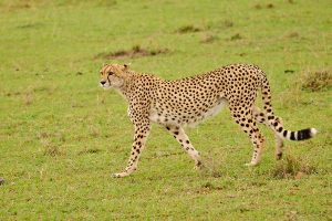 Cheetahs in Tanzania