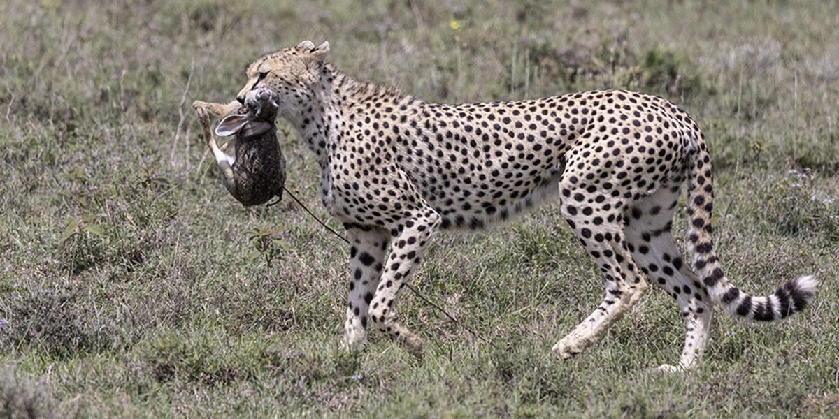 Cheetahs in Tanzania