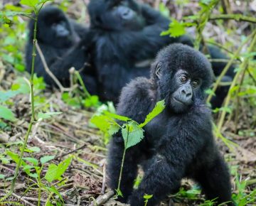 5 Days Uganda Gorillas Mid-Range Safari