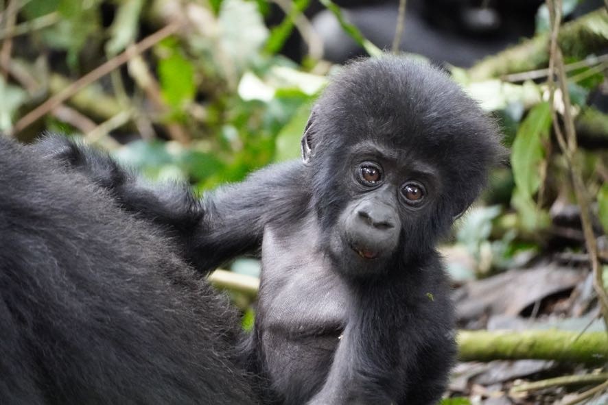 Gorilla trekking in Uganda