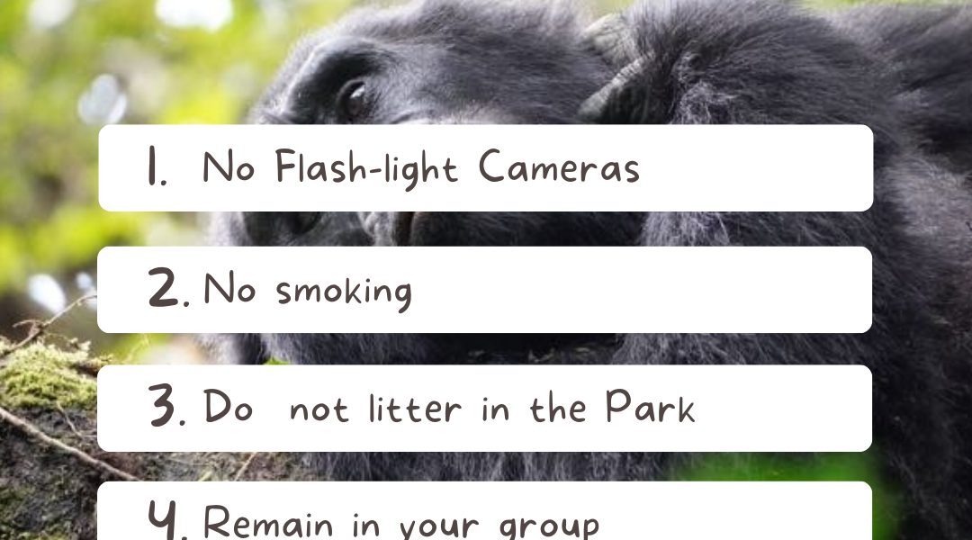 Gorilla Trekking Rules and Regulations in Rwanda