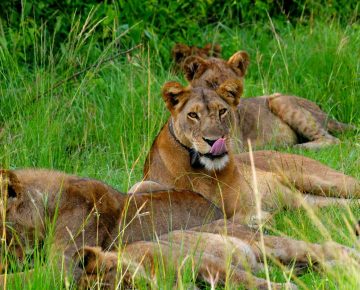 5 Days Serengeti and Uganda Gorillas