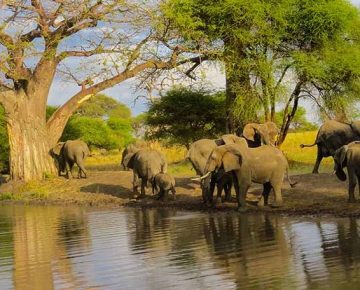 Tarangire National Park