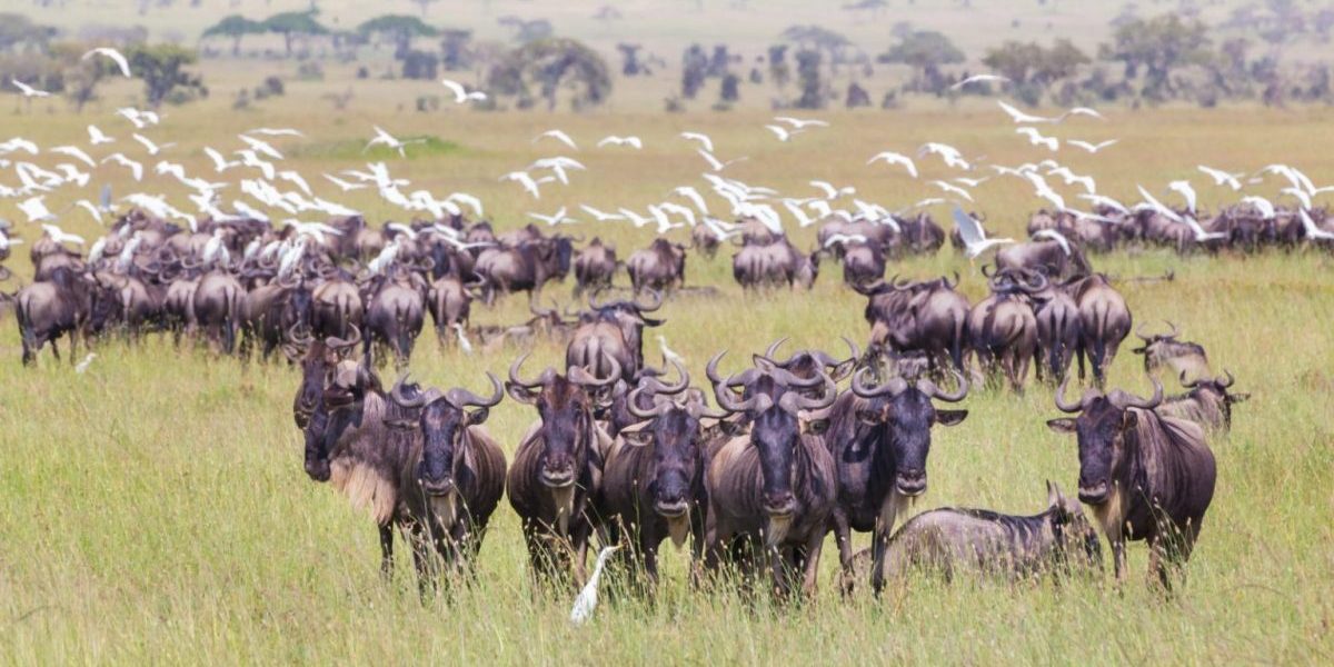 visit the Mara-Serengeti area,