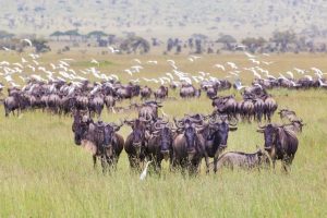 visit the Mara-Serengeti area,