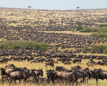 11 Days Tanzania Great Migration Safari