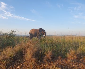 6 Days Uganda Mid-Range Safari