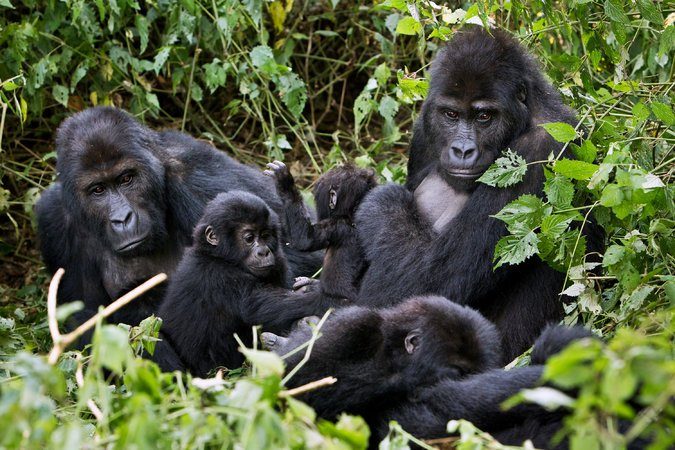 3 Days Luxury Congo Gorilla Trekking Safari