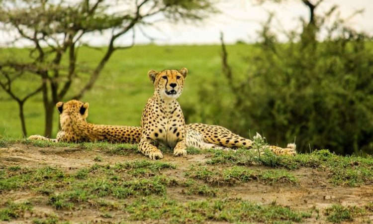 4 Days Luxury Tanzania Safari