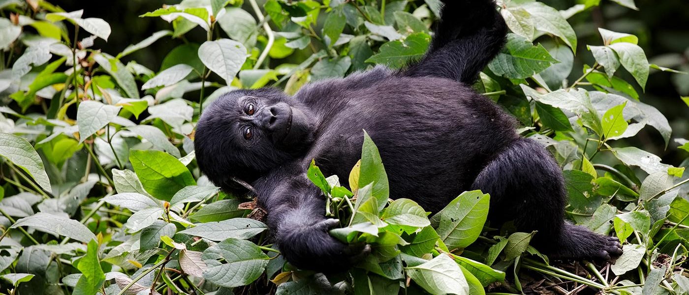 5 Days Luxury Rwanda Gorilla Safari