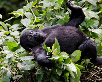 5 Days Luxury Rwanda Gorilla Safari