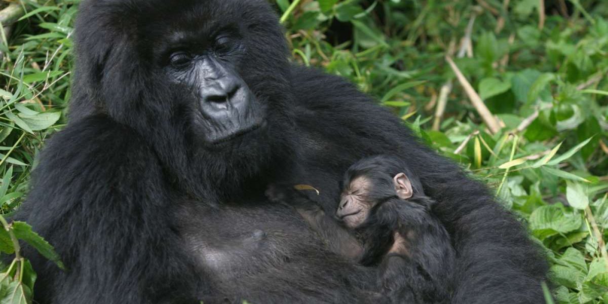 Best gorilla family in Bwindi