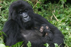 Best gorilla family in Bwindi