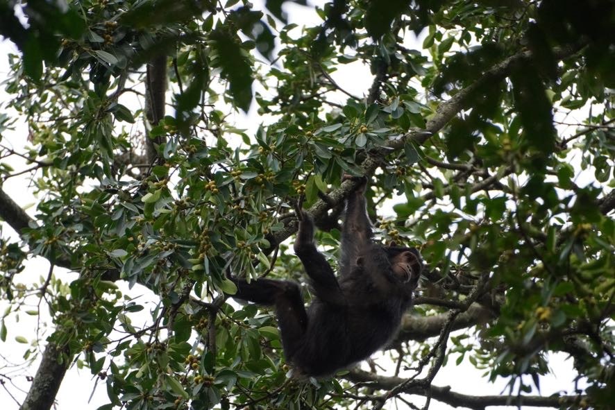 3 Days Nyungwe Chimpanzee Trekking Safari