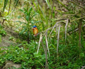 5 Days Uganda Birding Safari