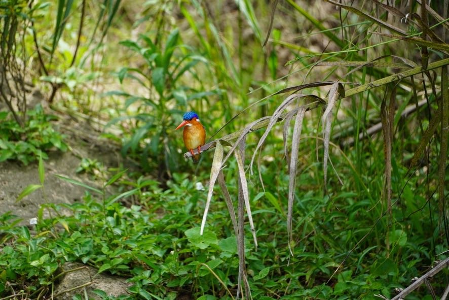 5 Days Uganda Birding Safari