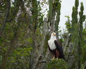 3 Days Lake Mburo Birding Safari