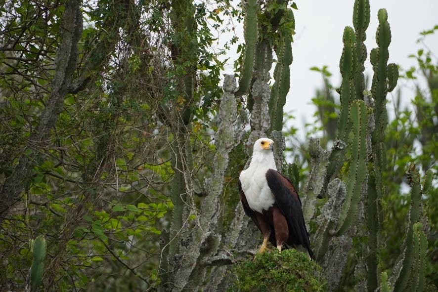 3 Days Lake Mburo Birding Safari