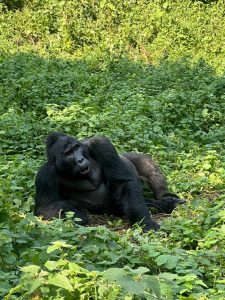 Where to Buy Gorilla Permits in Uganda