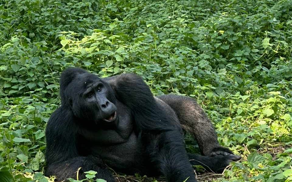 Where to Buy Gorilla Permits in Uganda