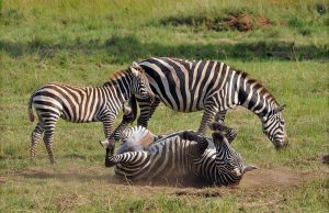 Narus Valley in Kidepo Valley National Park