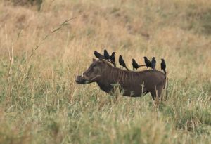 Narus Valley in Kidepo Valley National Park