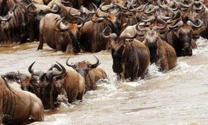 Combine Wildebeest Migration and Gorilla Trekking