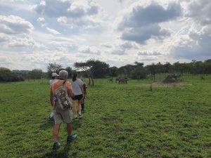 Zebras in Uganda