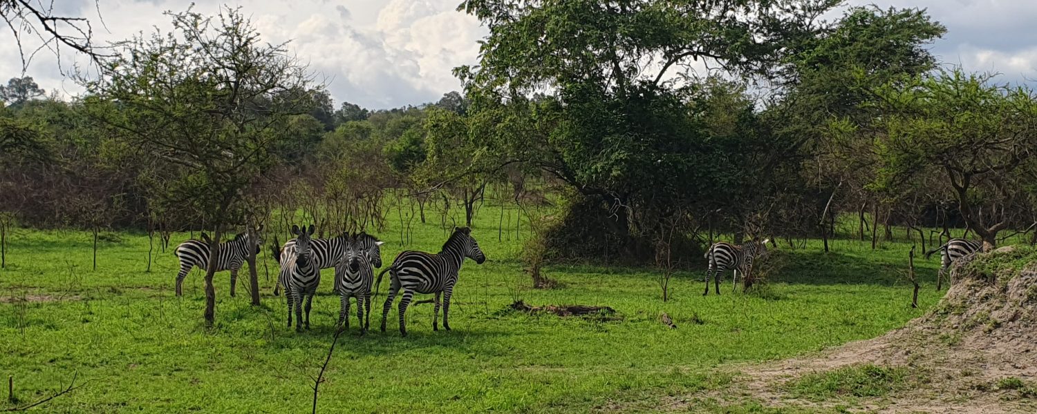 Zebras in Uganda