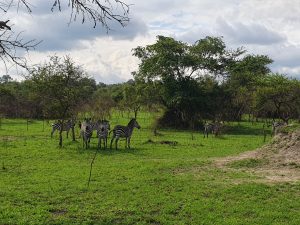 Zebras in Uganda