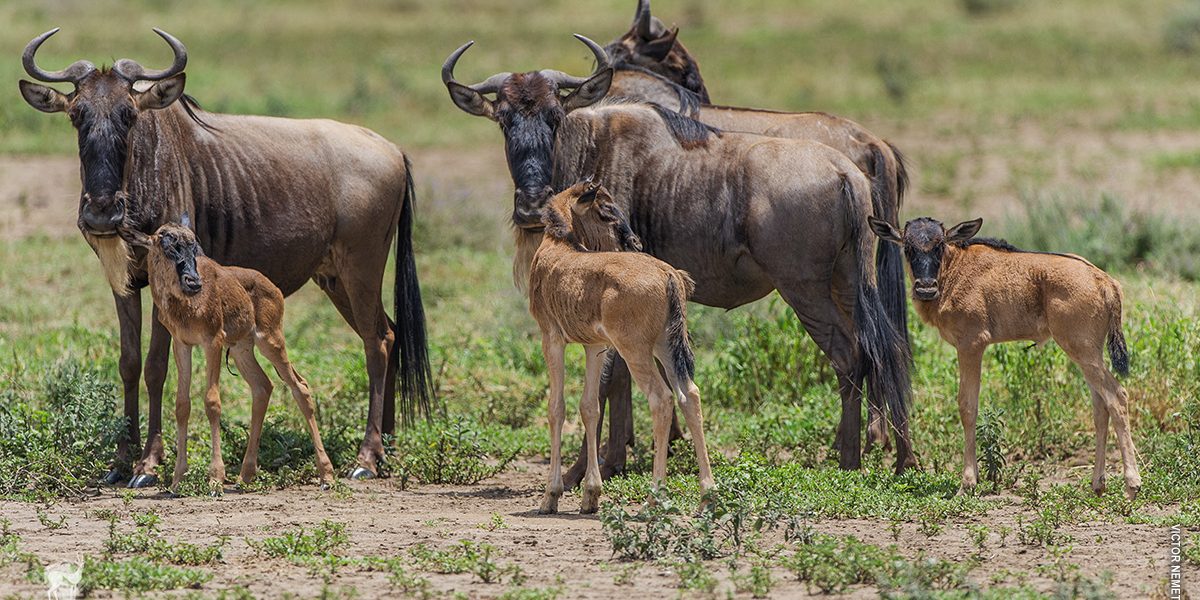 5 Days Calving Seasons Safari (Serengeti)