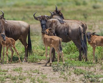 5 Days Calving Seasons Safari (Serengeti)