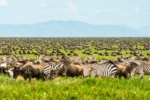 Budget Lodges in Serengeti National Park