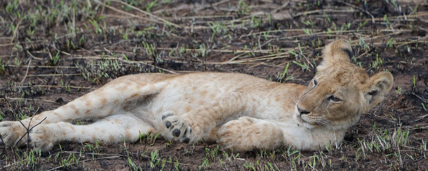 Experiential Game Drive in Queen Elizabeth National Park