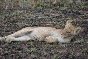 Experiential Game Drive in Queen Elizabeth National Park