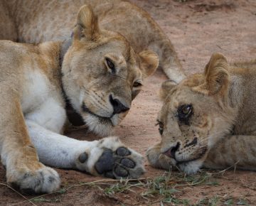 3 Days Kidepo National Park Safari