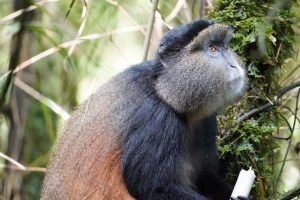 Gorilla Trekking and Golden Monkey Trekking in Uganda