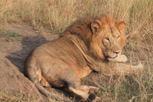 Game Drives in Queen Elizabeth National Park