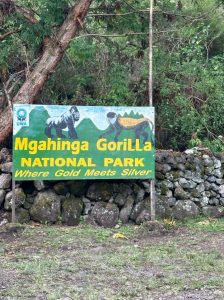 Gorilla Trekking and Golden Monkey Trekking in Uganda