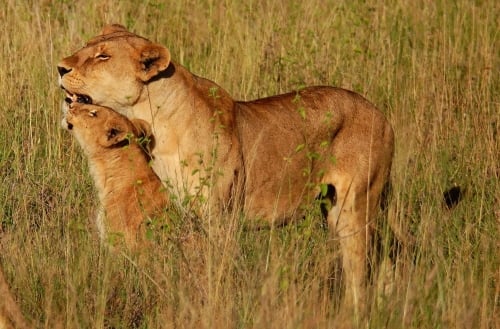 10 Days Tanzania Honeymoon Adventure